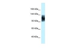 SRRM1 Rabbit anti-Human, Rat, Polyclonal, Novus Biologicals 0.1ml; Unconjugated:Antibodies,